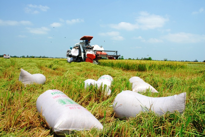 Thu hoạch tại vùng nguyên liệu lúa ở xã Hậu Mỹ Trinh, huyện Cái Bè (Tiền Giang).