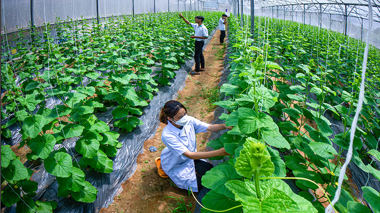 Sinh viên khoa nông nghiệp thực hành trên vườn dưa lưới.