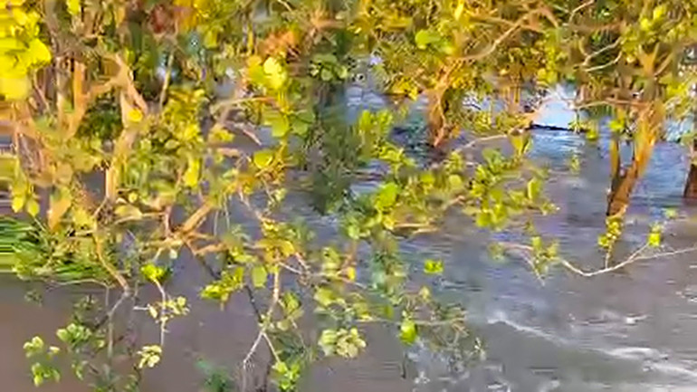 Sạt lở khiến nước nhiễm mặn tràn vào vườn cây ăn trái của người dân cồn Thanh Long. Sạt lở khiến nước nhiễm mặn tràn vào vườn cây ăn trái của người dân cồn Thanh Long.