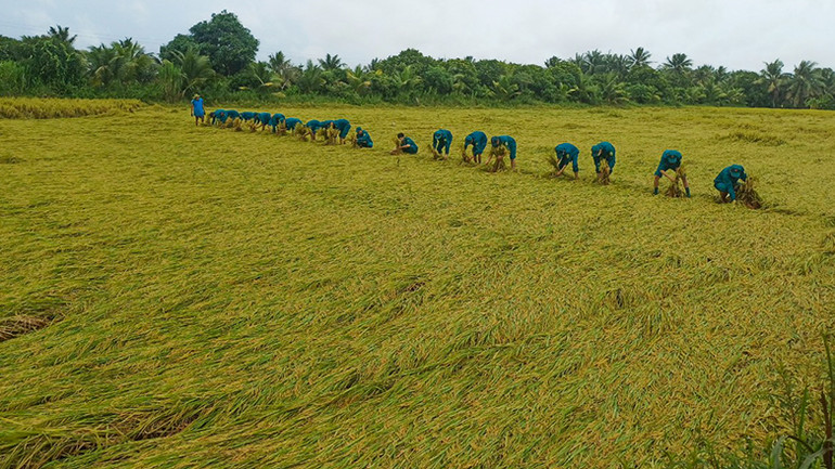 Lực lượng bộ đội giúp dân bó lúa bị đổ ngã để tránh thiệt hại. Lực lượng bộ đội giúp dân bó lúa bị đổ ngã để tránh thiệt hại.