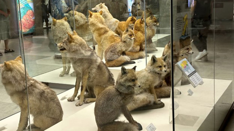 Các loài cáo được nhồi bông sống động. (Ảnh: Thùy Vân)