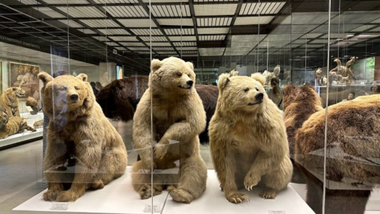 Các chú gấu như đang chuyển động. (Ảnh: Thùy Vân)