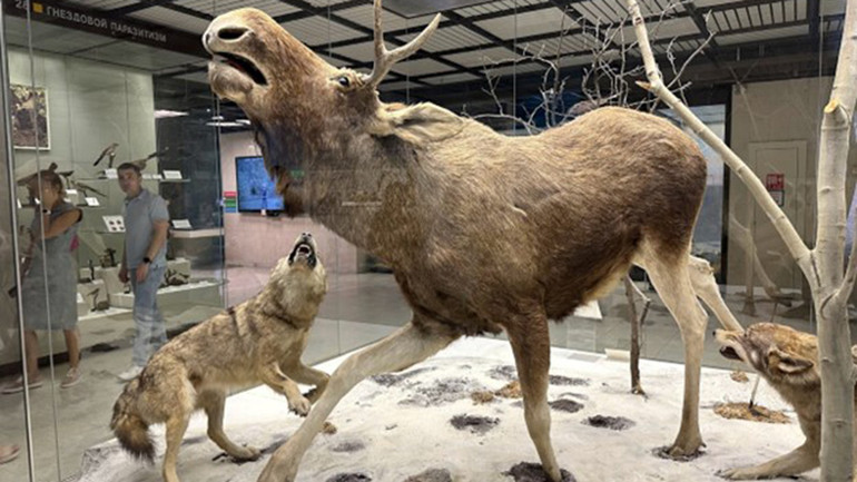 Phục dựng lại cảnh săn mồi của sói hoang vùng Bắc cực. (Ảnh: Thùy Vân)