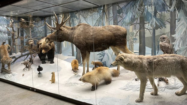 Các loài động vật phương bắc. (Ảnh:Thùy Vân)