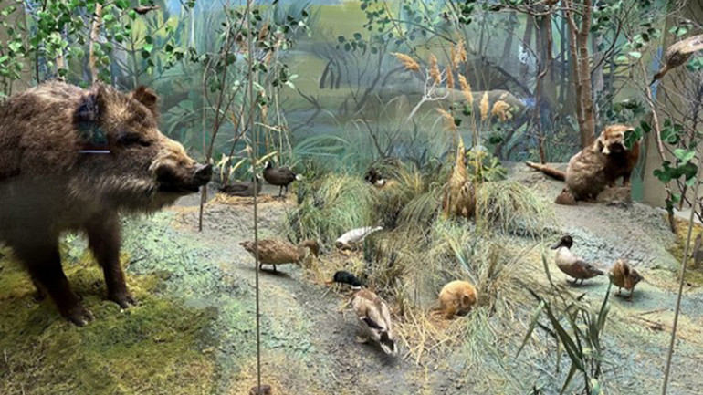 Các loài thú hoang. (Ảnh: Thùy Vân)