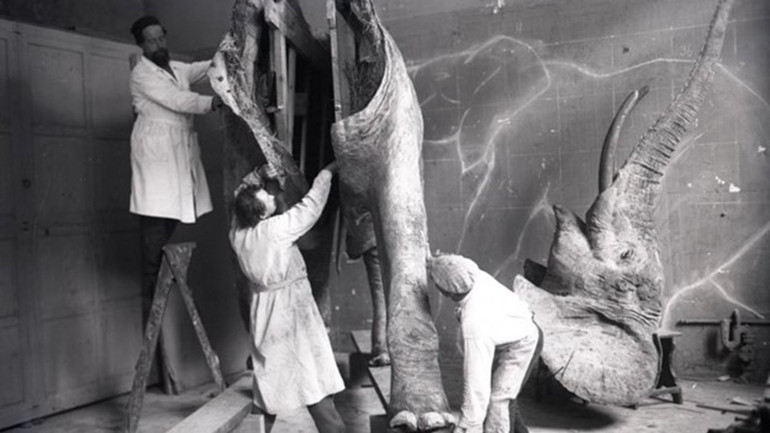 Các nhà khoa học và nghệ sĩ đang phục dựng lại hình nhồi bông voi châu Phi. (Ảnh tư liệu của bảo tàng)