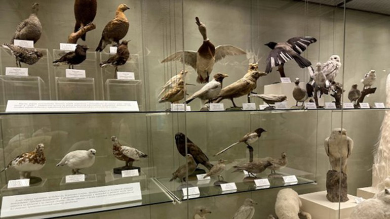 Mẫu hình các loài chim nhiều vô kể. (Ảnh: Thùy Vân)