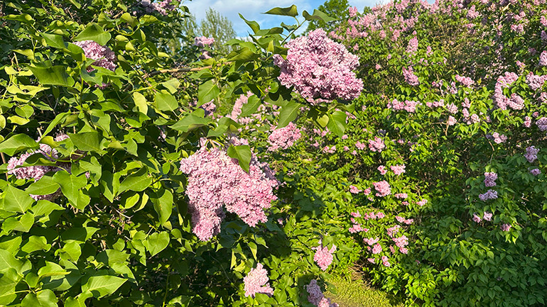 Trăm loài siren đua sắc. Trăm loài siren đua sắc.