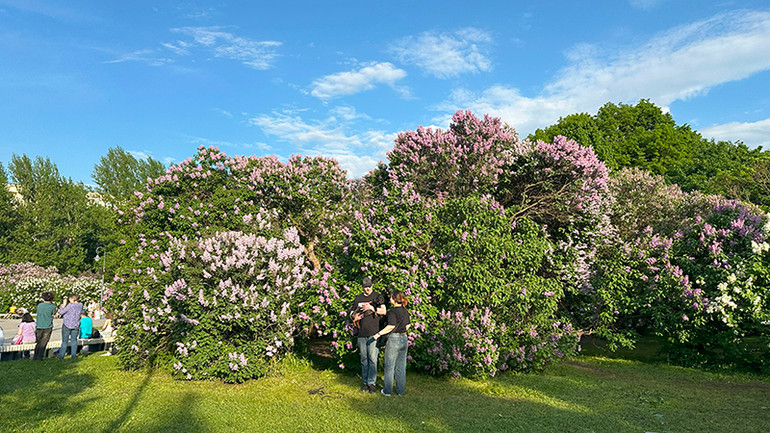 Các loài siren khác nhau mọc đan xen thành một quần thể. Các loài siren khác nhau mọc đan xen thành một quần thể.