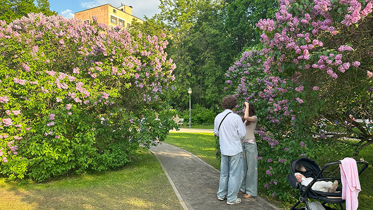 Các gia đình đưa cả trẻ nhỏ đi tận hưởng mùa siren. Các gia đình đưa cả trẻ nhỏ đi tận hưởng mùa siren.