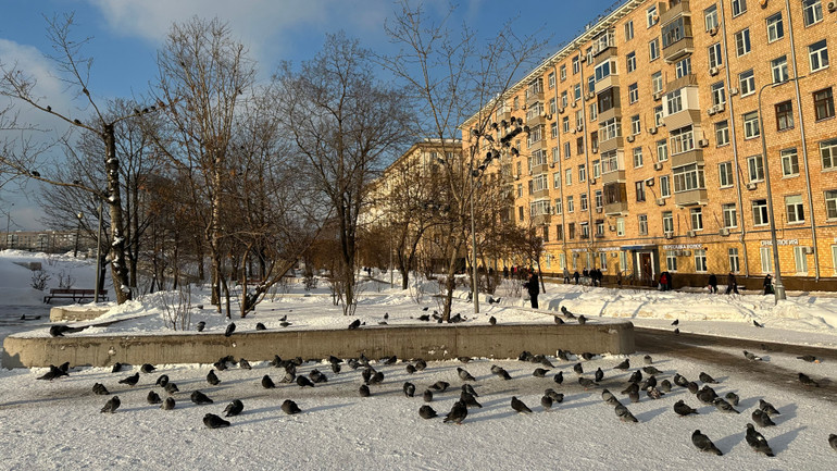 Những chú chim xứ lạnh không cần di trú.