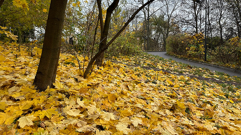 Và những thảm lá vàng trải khắp mặt đất tạo nên vẻ đẹp mùa thu đầy quyến rũ ở Moskva vào những ngày này.