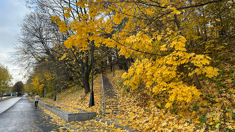 Những cây phong non với những chiếc lá vàng óng ả như mật luôn được các bạn trẻ yêu quý, kết thành những nắm lá tượng trưng cho mùa thu.