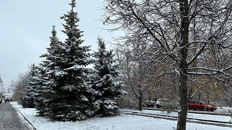 Cây thông là loại cây bền bỉ sức sống nhất trong mùa băng giá.