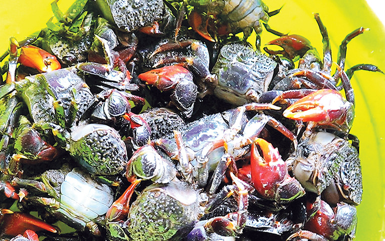 Chù ụ sau khi bắt về được rửa sạch, chế biến thành nhiều món đặc sản bình dân.