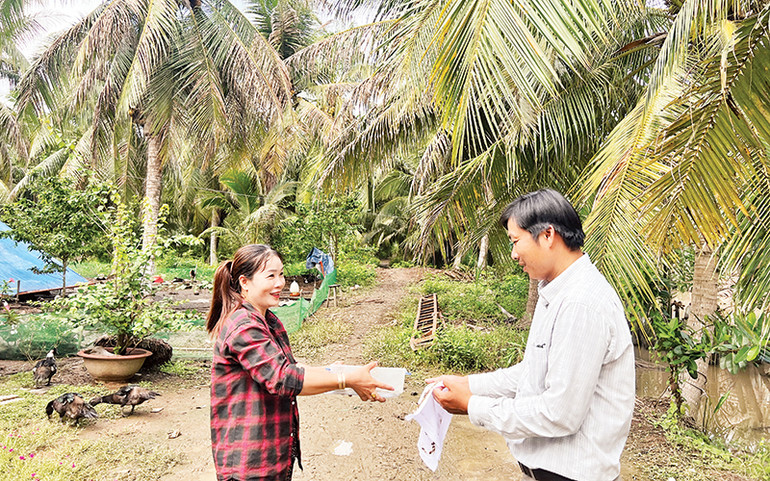 Phóng thích ong để diệt sâu đầu đen hại dừa tại huyện Mỏ Cày Nam, tỉnh Bến Tre.