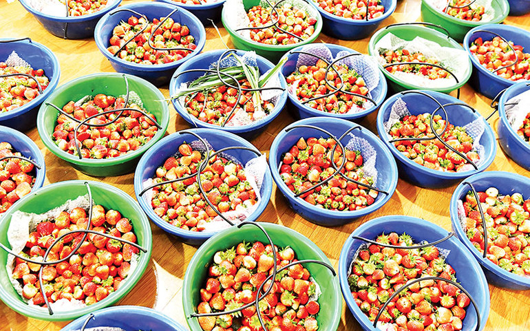 Những rổ dâu tây chín vừa mới thu hoạch.