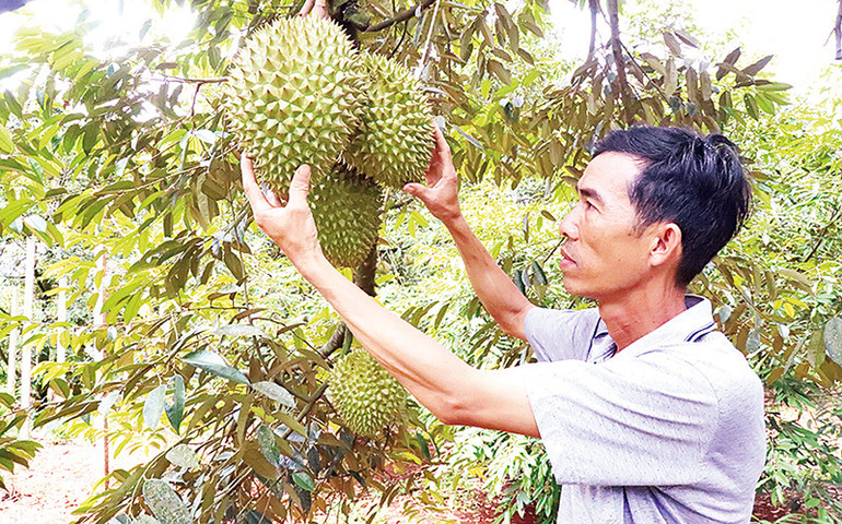 Du khách tham quan vườn sầu riêng của nông dân huyện Krông Pắc.