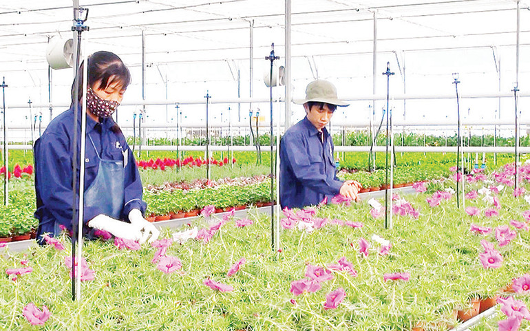 Sản xuất hoa công nghệ cao tại thành phố Đà Lạt.