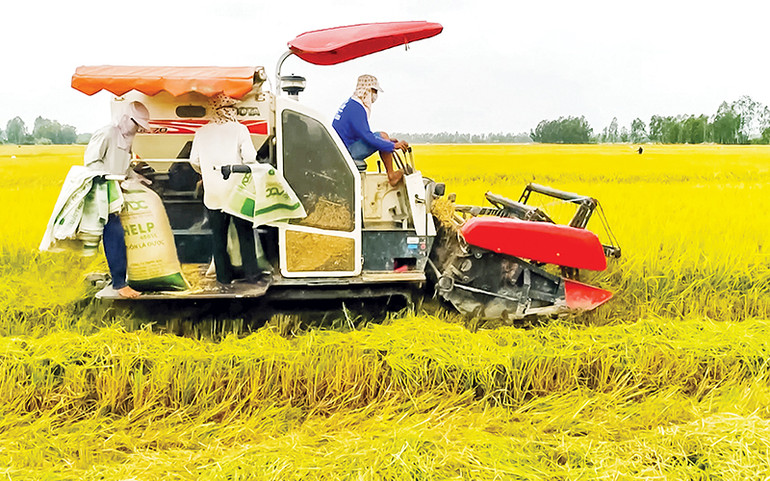 Thu hoạch lúa chất lượng cao ở Hợp tác xã Tiến Thuận. Thu hoạch lúa chất lượng cao ở Hợp tác xã Tiến Thuận.