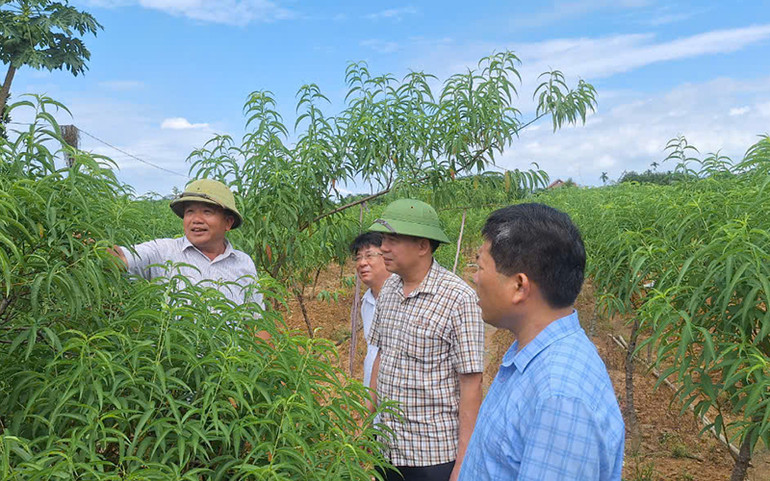 Mô hình Dân vận khéo chuyển đổi từ cây lúa sang trồng đào, quất mang lại hiệu quả kinh tế tại xã Hợp Lý, huyện Triệu Sơn (Thanh Hóa) đang được nhân rộng.