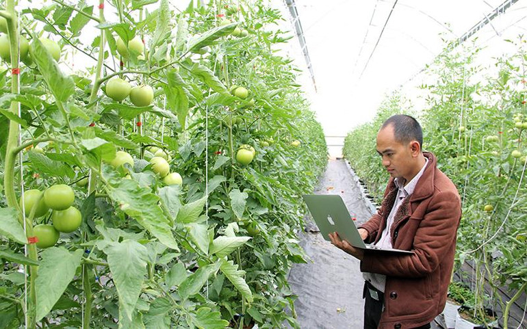 Giám đốc Hợp tác xã Thủy canh Việt (TP Đà Lạt, Lâm Đồng) kiểm tra hệ thống cảm biến tại trang trại trên máy tính.