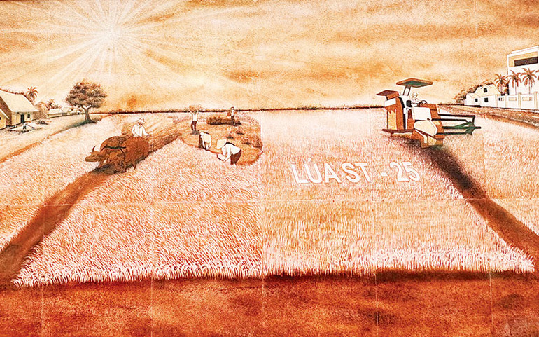 Bức tranh bằng gạo ST 25, kích thước 4x7m.