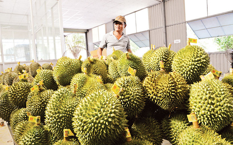 Một điểm thu mua sầu riêng tại xã Ngũ Hiệp, huyện Cai Lậy (Tiền Giang).