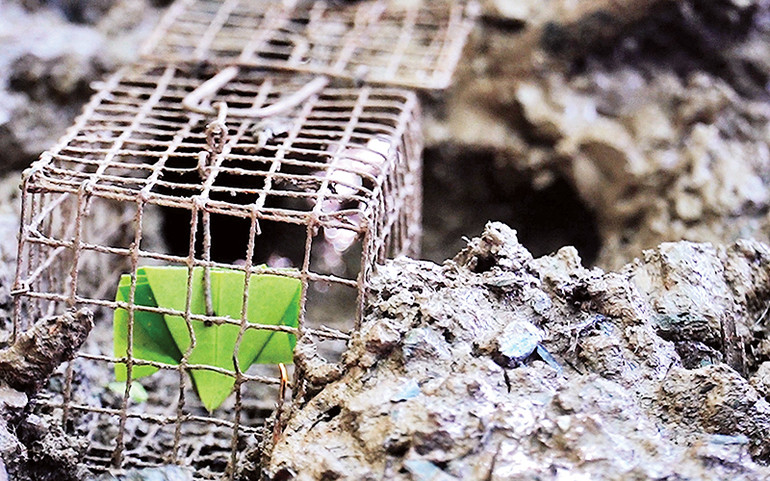 Bẫy bắt chù ụ là những chiếc rập nhỏ hơn rập bắt chuột đã được cư dân miệt rừng cải tiến lại.