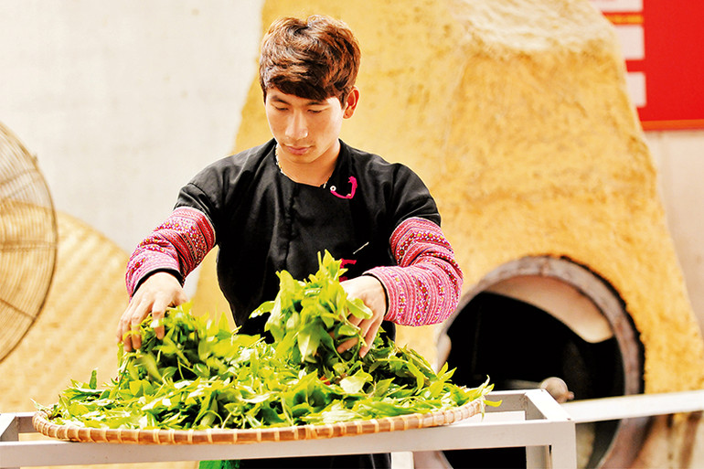 Sản xuất trà theo phương pháp thủ công. Sản xuất trà theo phương pháp thủ công.