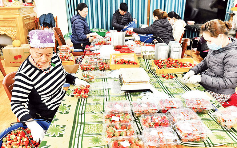 Tuyển lựa và đóng gói quả dâu tây chuẩn bị cung cấp cho thị trường.