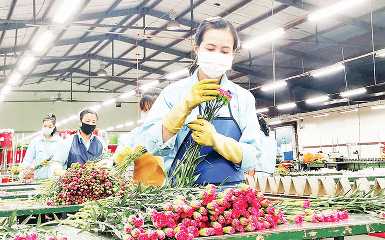 Lâm Đồng tập trung phát triển tốt chuỗi liên kết sản xuất với tiêu thụ sản phẩm hoa. (Ảnh MAI VĂN BẢO)