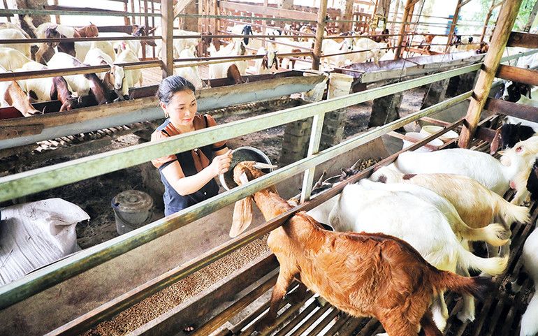 Xuân này, gia đình chị Nguyễn Thị Thêm, thôn Nam Đồng, xã Danh Thắng nhờ vốn vay ưu đãi của ngân hàng đã phấn khởi mở rộng chăn nuôi, tạo thu nhập bền vững cho gia đình. Xuân này, gia đình chị Nguyễn Thị Thêm, thôn Nam Đồng, xã Danh Thắng nhờ vốn vay ưu đãi của ngân hàng đã phấn khởi mở rộng chăn nuôi, tạo thu nhập bền vững cho gia đình.