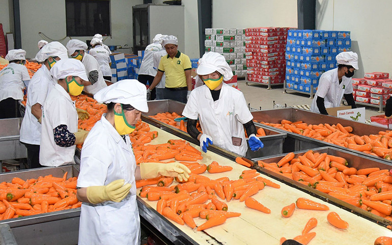 Chế biến cà-rốt xuất khẩu tại Hợp tác xã dịch vụ nông nghiệp Đức Chính, huyện Cẩm Giàng, tỉnh Hải Dương. (Ảnh ĐỨC KHÁNH)