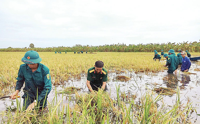 Tỉnh Cà Mau huy động lực lượng tại chỗ giúp người dân huyện U Minh cứu lúa bị ngập úng do mưa lớn, triều cường.