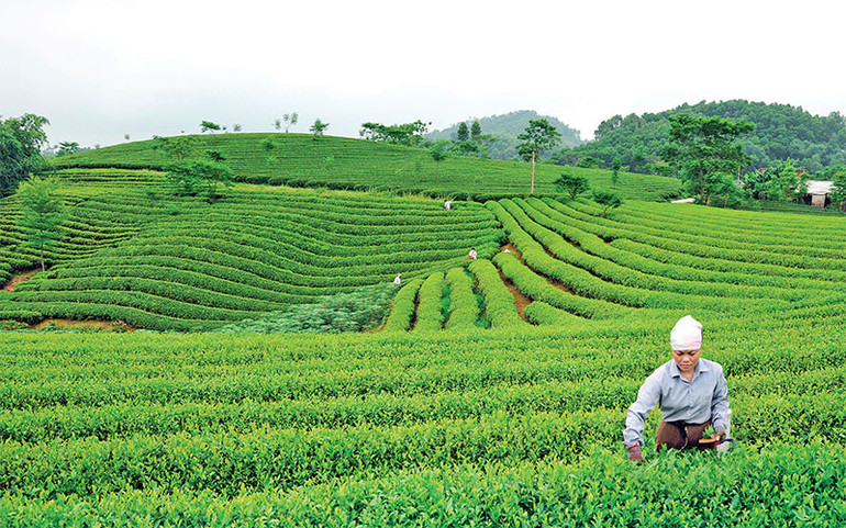 Đồi chè Tuyên Quang. Ảnh | Duy Hùng