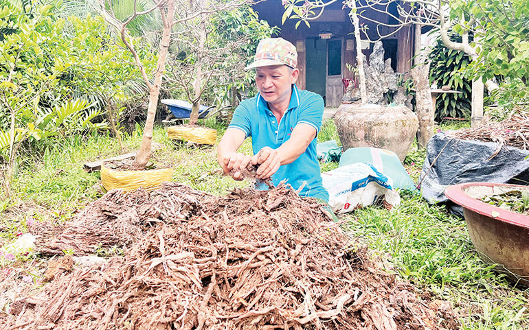 Rễ dừa mục được trộn với mụn dừa, tro trấu sẽ được dùng để bón các loại cây kiểng. Rễ dừa mục được trộn với mụn dừa, tro trấu sẽ được dùng để bón các loại cây kiểng.