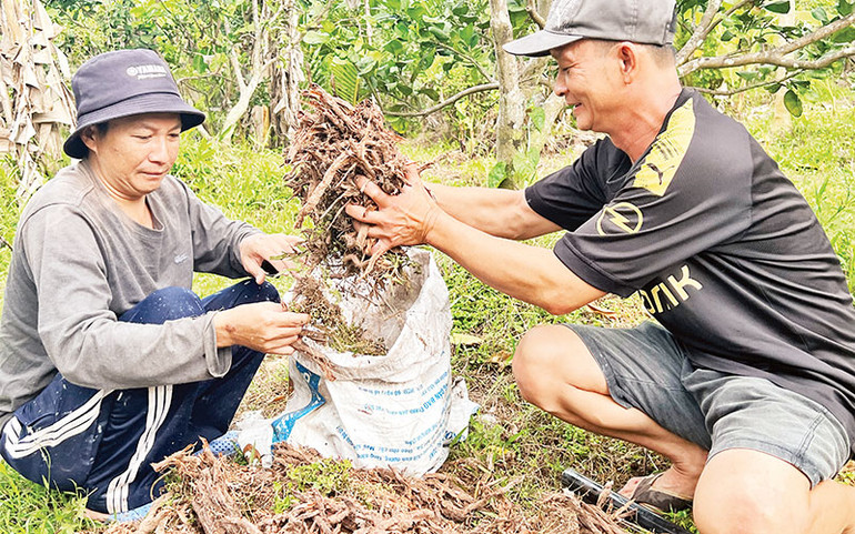 Phần rễ được đào lên rồi băm nhuyễn để bán lại cho các điểm kinh doanh phân bón. Phần rễ được đào lên rồi băm nhuyễn để bán lại cho các điểm kinh doanh phân bón.