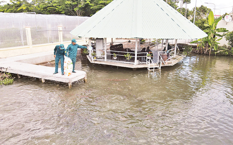 Cán bộ, chiến sĩ thả thức ăn cho cá.