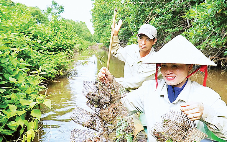 Vợ chồng ông Châu Văn Mười (xã Tam Giang, huyện Năm Căn) có thêm thu nhập nhờ đặt bẫy bắt chù ụ.