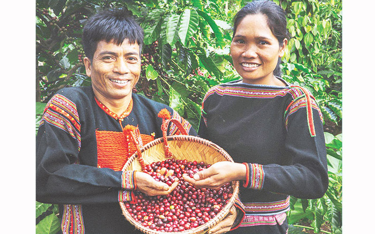 Thu hoạch cà-phê ở xã Dliê Ya, huyện Krông Năng, tỉnh Đắk Lắk. (Ảnh Hà Anh) Thu hoạch cà-phê ở xã Dliê Ya, huyện Krông Năng, tỉnh Đắk Lắk. (Ảnh Hà Anh)