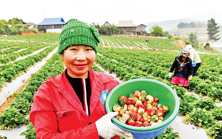 Người dân ở bản Xuân Quế, xã Cò Nòi, huyện Mai Sơn thu hoạch dâu tây.