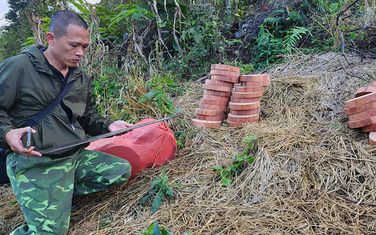 Gần 60 chiếc thớt nghiến cùng một lưỡi cưa nằm ngay ven đường trong rừng giáp ranh.