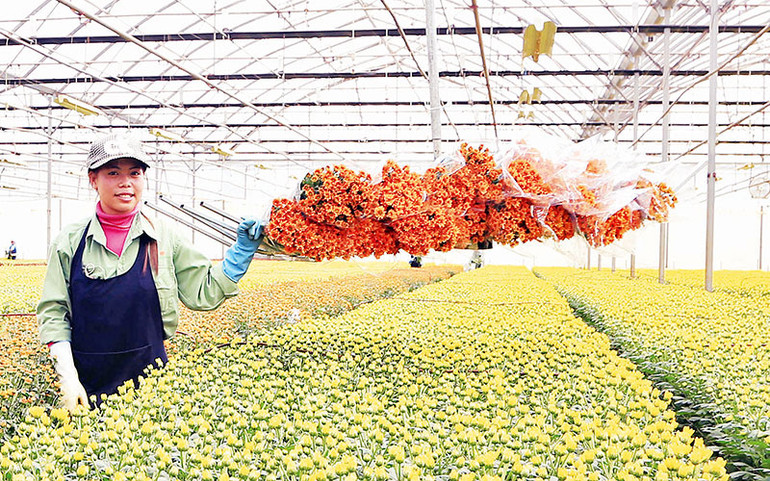 Lâm Đồng hiện có diện tích hơn 539 ha ứng dụng nông nghiệp thông minh.