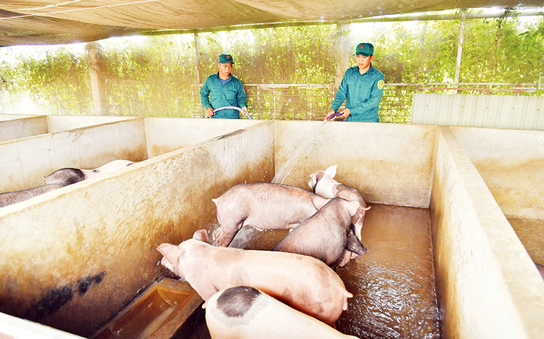 Mô hình chăn nuôi heo.