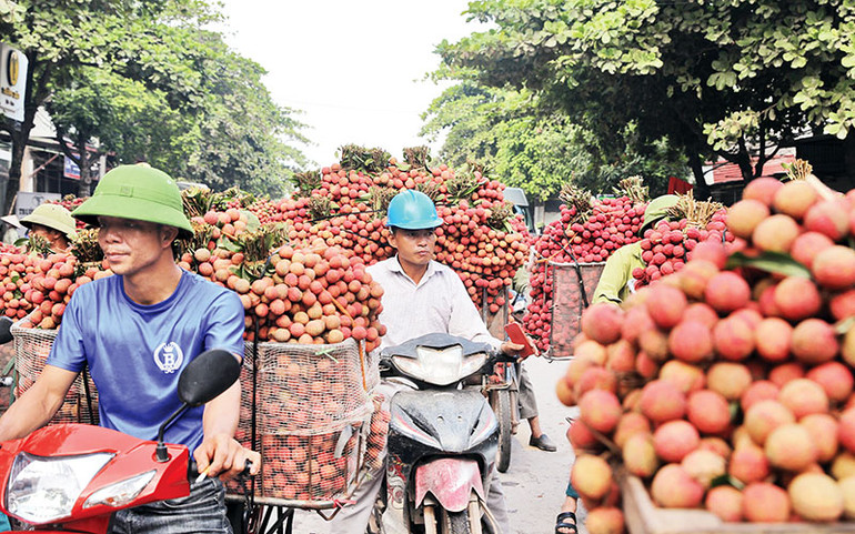 Người dân vận chuyển, bán vải cho thương lái.