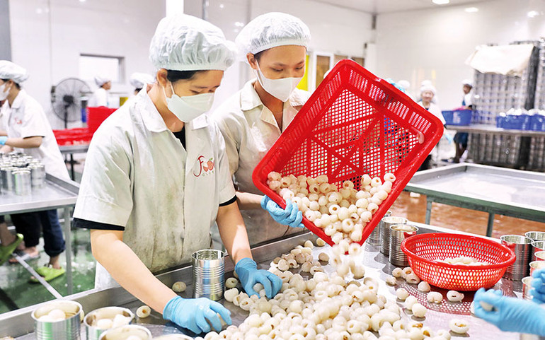 Vải được lựa chọn, chế biến đóng gói xuất khẩu.