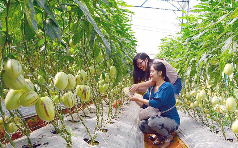 Sản xuất nông nghiệp ứng dụng công nghệ cao tại Lâm Đồng.