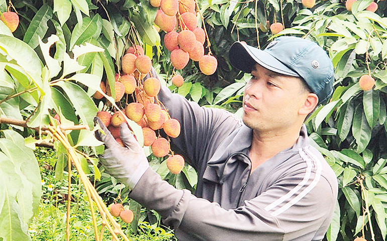 Vườn vải được cấp mã vùng trồng tại xã Phúc Hòa , huyện Tân Yên.