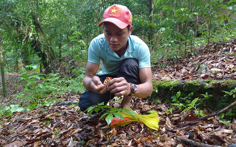 Người dân trồng sâm ở xã Trà Linh, huyện Nam Trà My, tỉnh Quảng Nam.